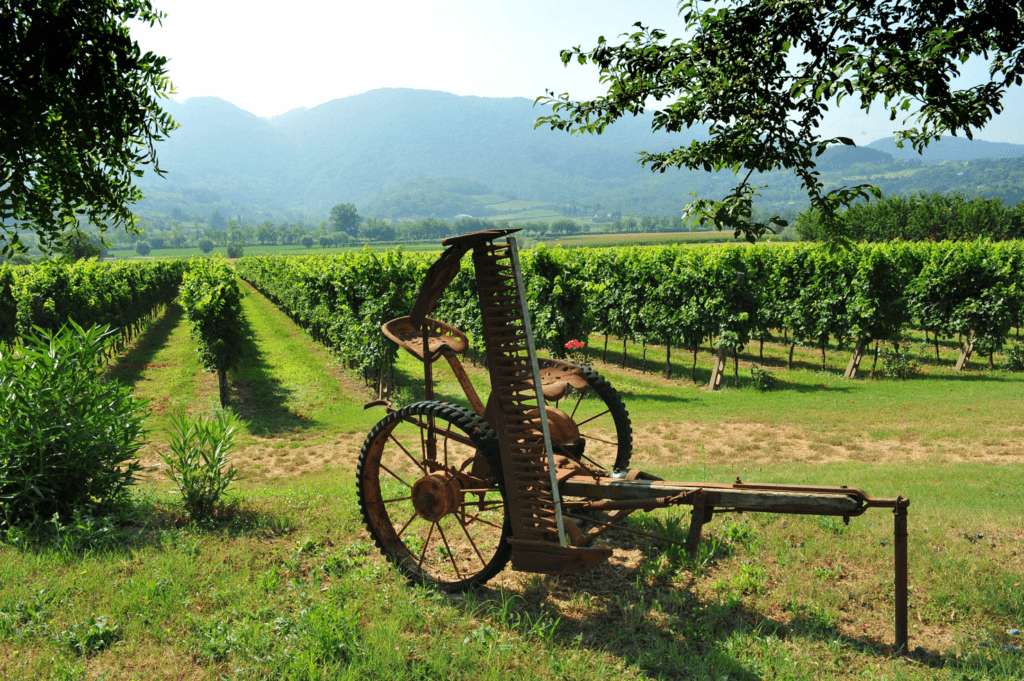 GRASPO 100 Custodi per 100 Vitigni