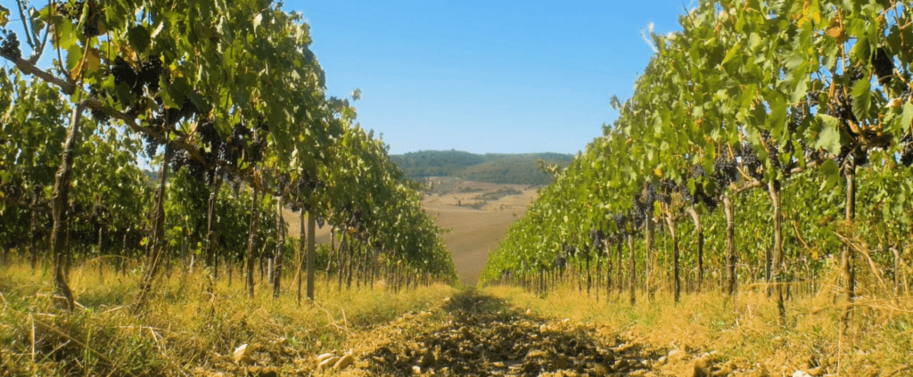 Il Vino Nobile di Montepulciano di Fattoria della Talosa