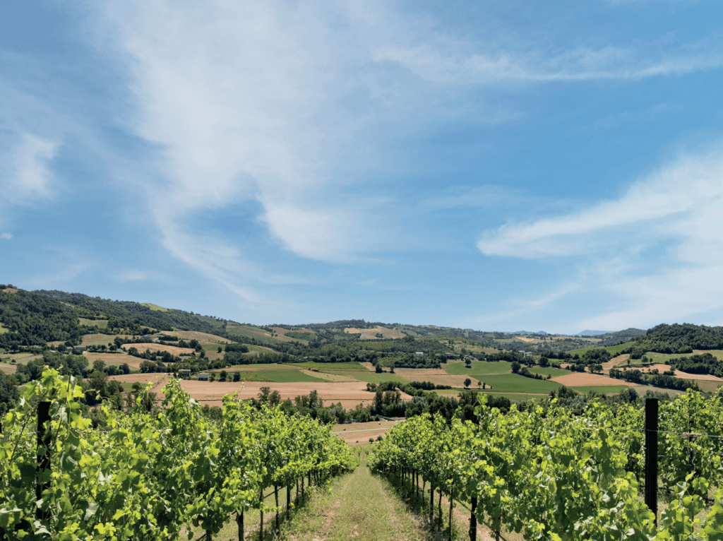 Il Vino Nobile di Montepulciano di Fattoria della Talosa