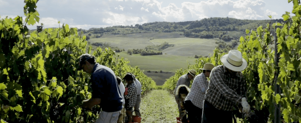 Il Vino Nobile di Montepulciano di Fattoria della Talosa