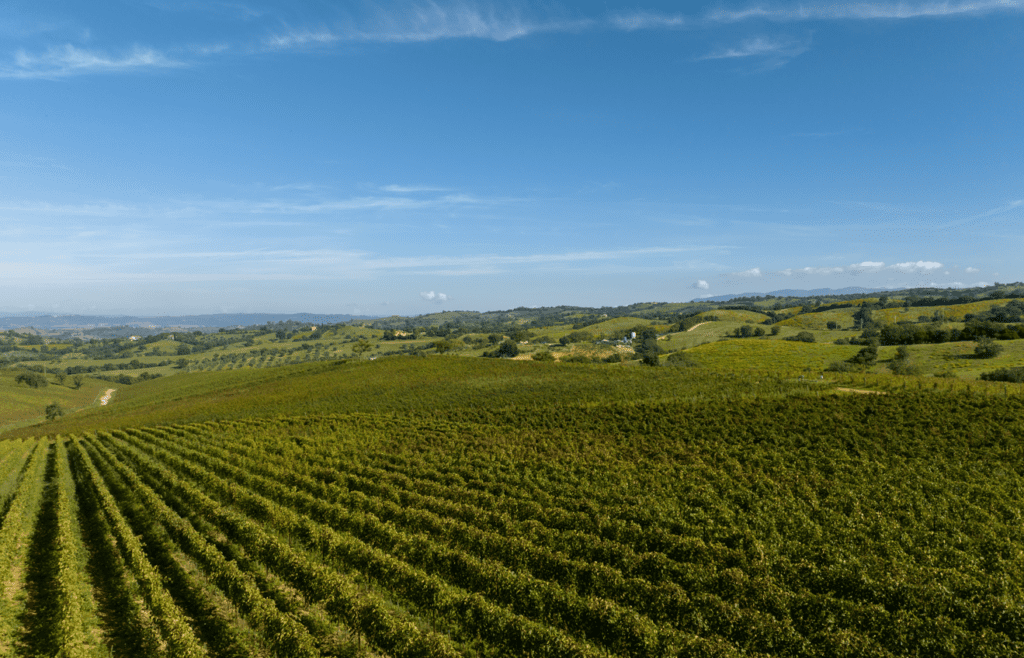 Consorzio Tutela Vini della Maremma Toscana