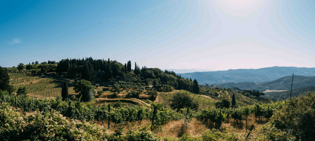 Vigna nel Bosco IGT Toscana 2019