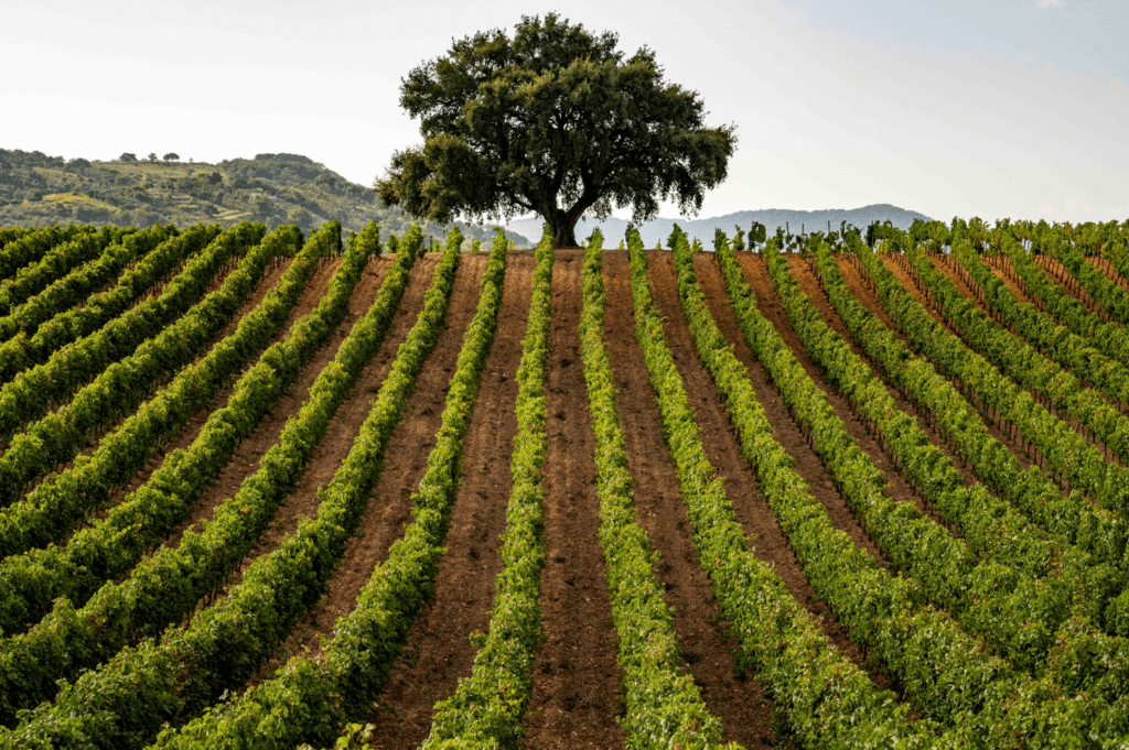 vendemmia siciliana 2024