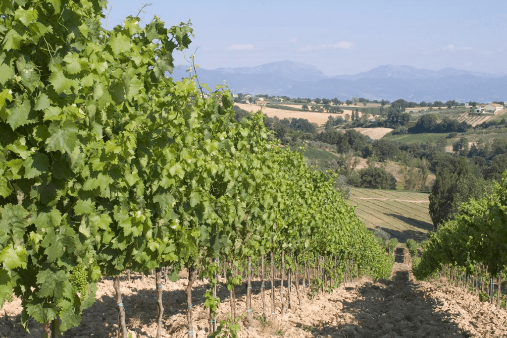 Tenuta Alzatura