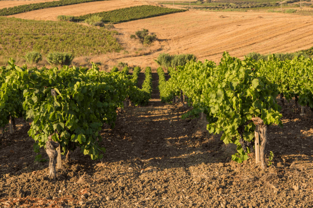 Enosimposio di Assoenologi Sicilia