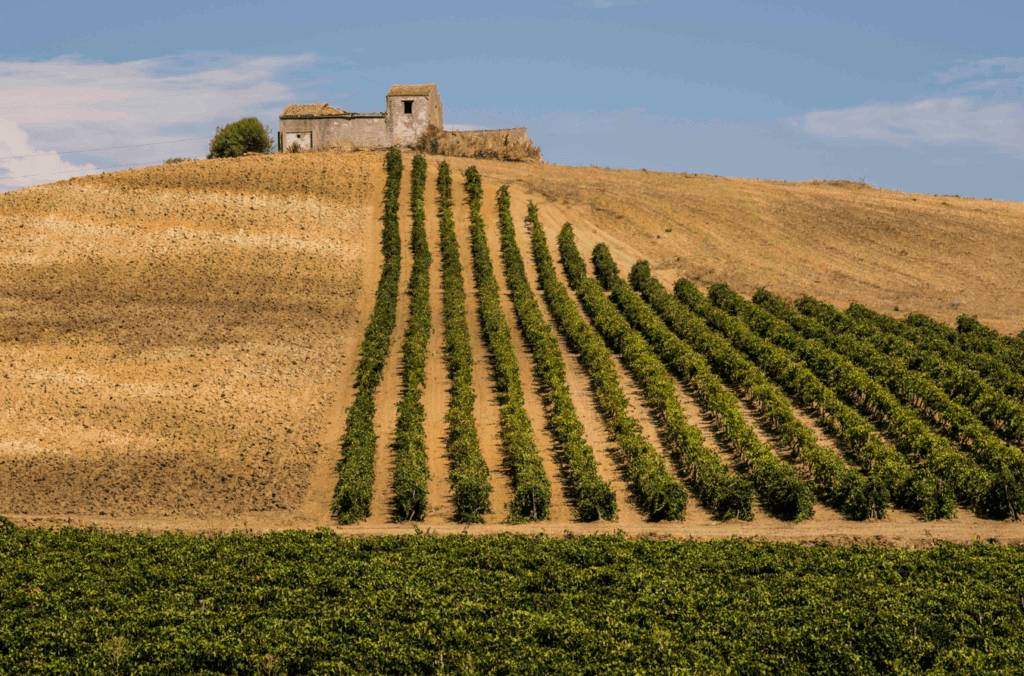 Enosimposio di Assoenologi Sicilia