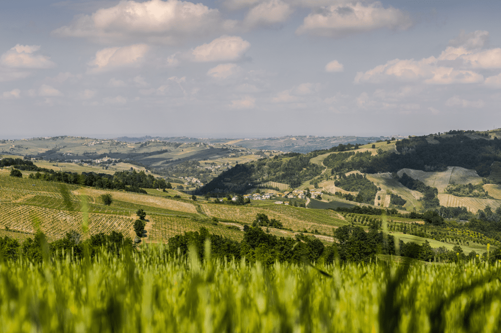 Terra di Pinot Nero