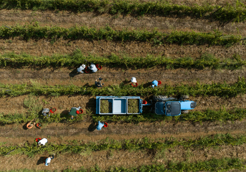 vendemmia in Maremma Toscana