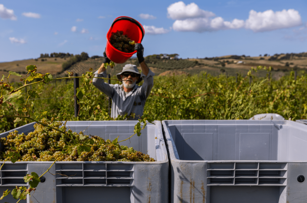 vendemmia in Maremma Toscana