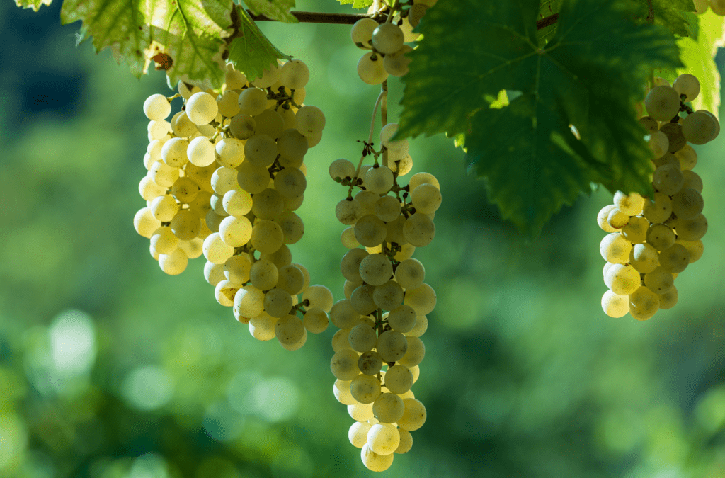 Tenuta Stella