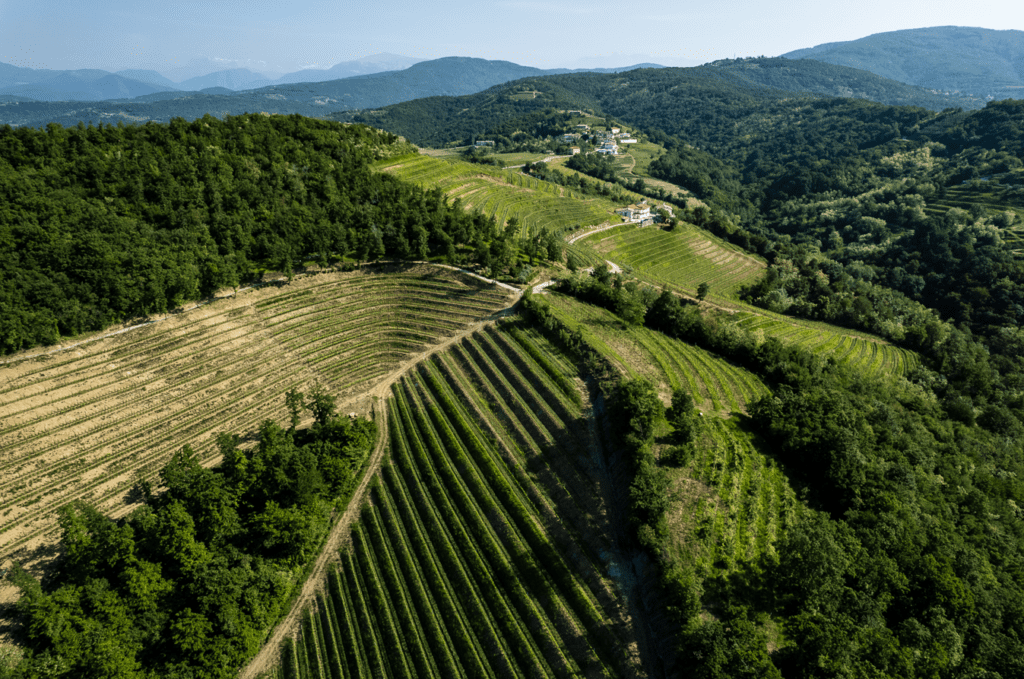 Tenuta Stella