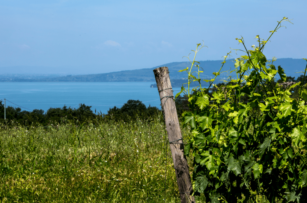 vendemmia 2024 in Umbria