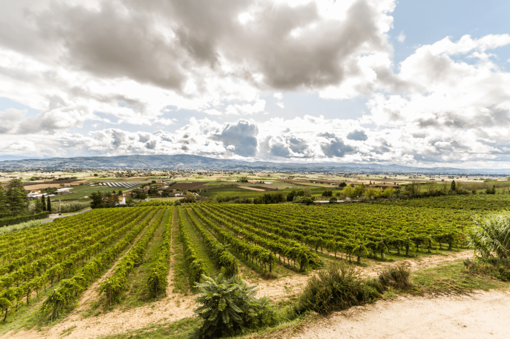 vendemmia 2024 in Umbria