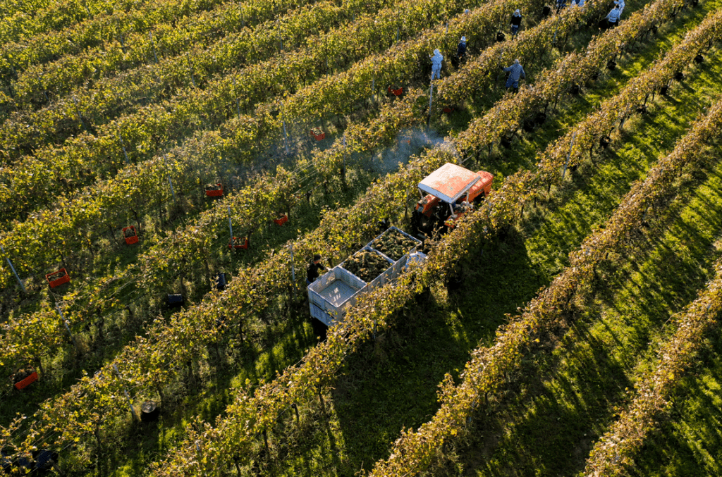 Vendemmia 2024 in Lugana