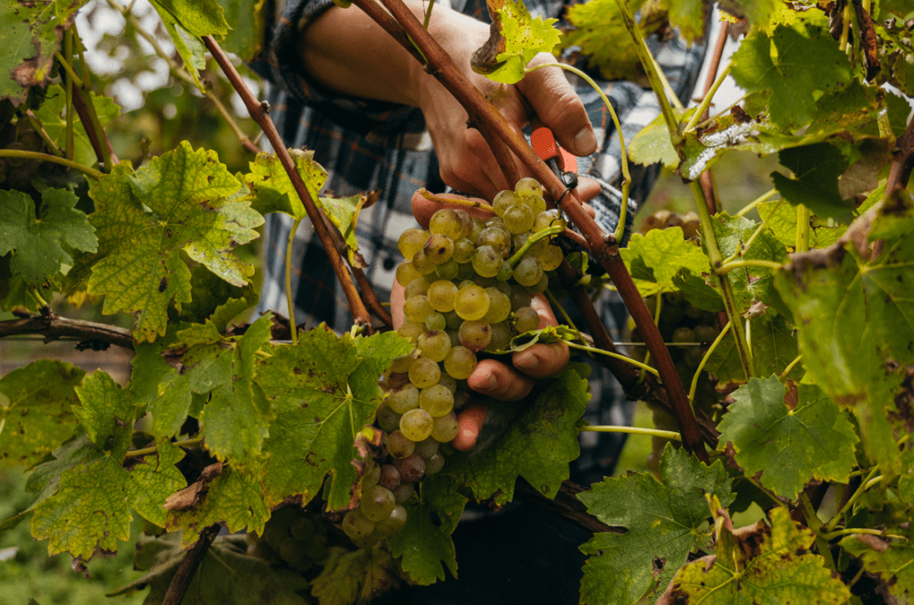 Vendemmia 2024 in Lugana