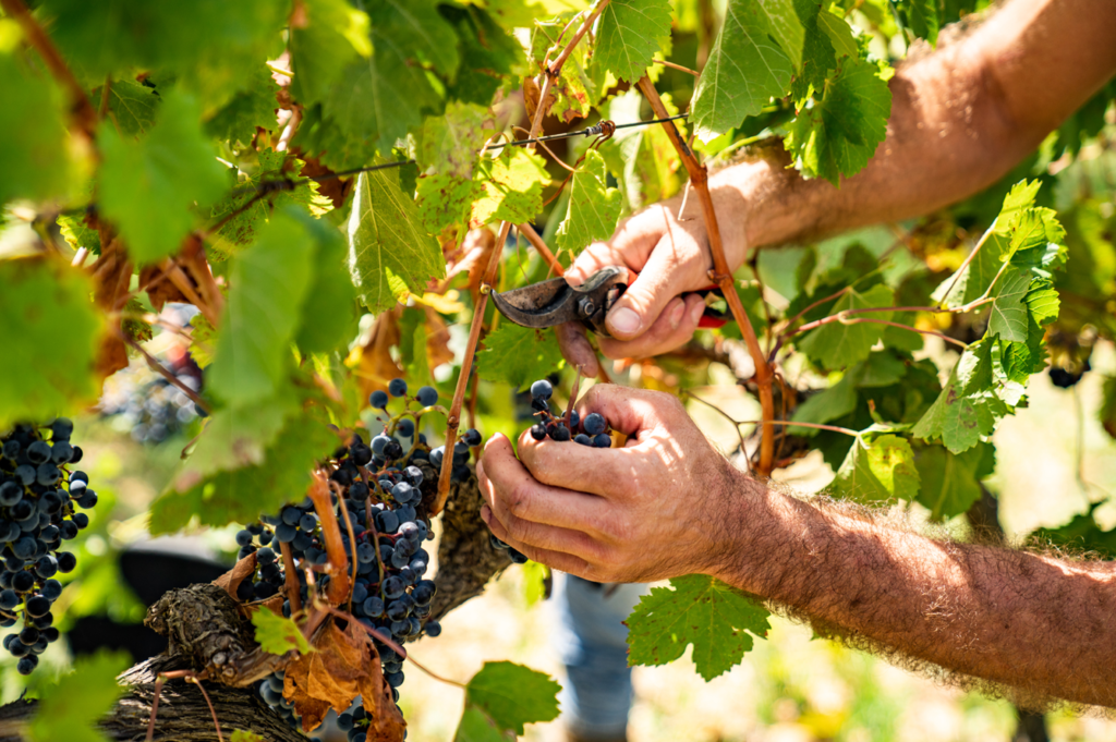 vendemmia in sicilia