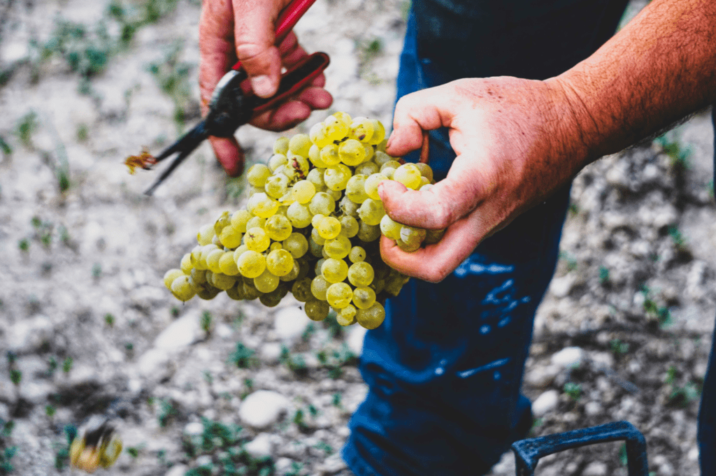 vendemmia in sicilia