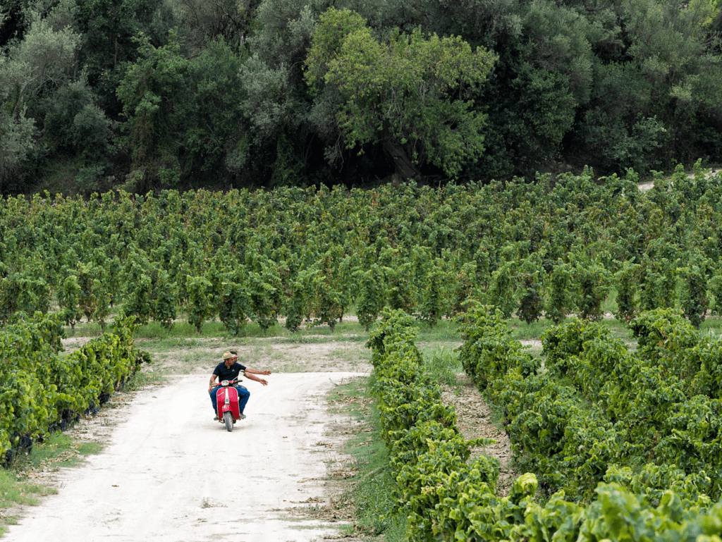 Assovini Sicilia, il Consorzio di Tutela vini DOC Sicilia, la Fondazione SOStain Sicilia, durante l’Expo Divinazione del G7 di Siracusa