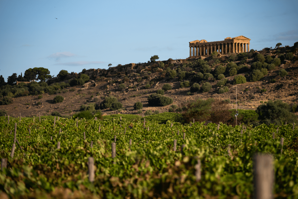 Assovini Sicilia, il Consorzio di Tutela vini DOC Sicilia, la Fondazione SOStain Sicilia, durante l’Expo Divinazione del G7 di Siracusa