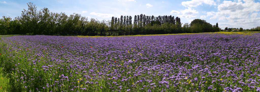 Saving Bees