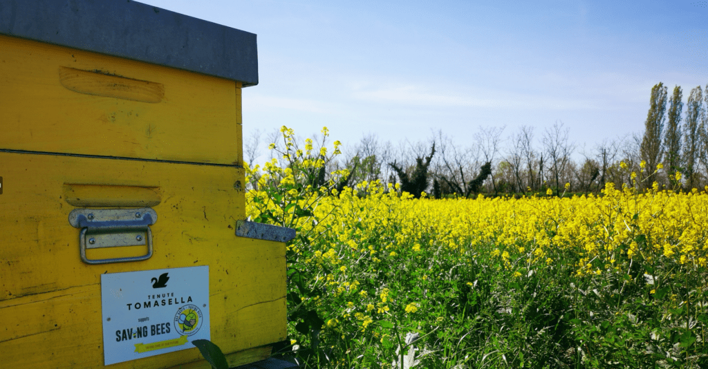 Saving Bees