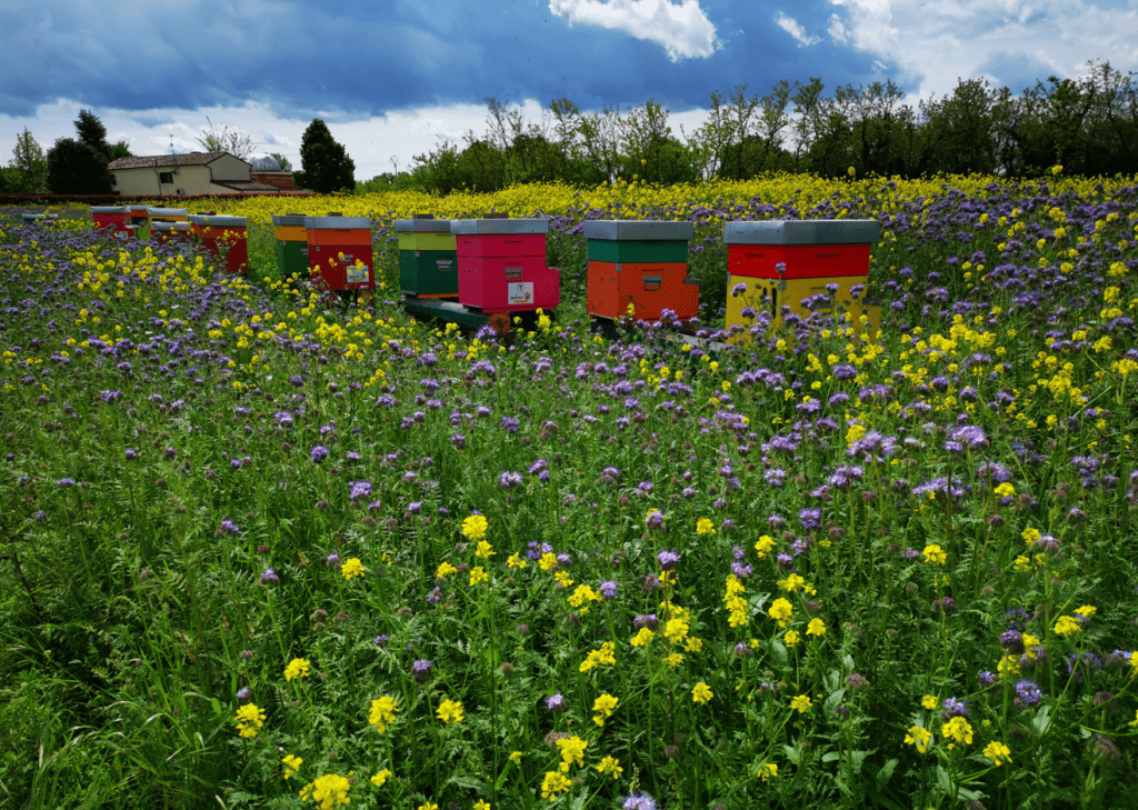 Saving Bees