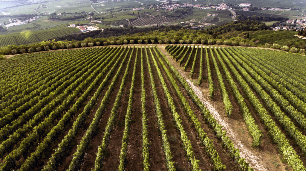 Amarone della Valpolicella Classico la Fabriseria 2016