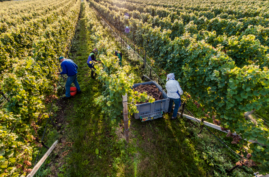 vendemmia in Alto Adige