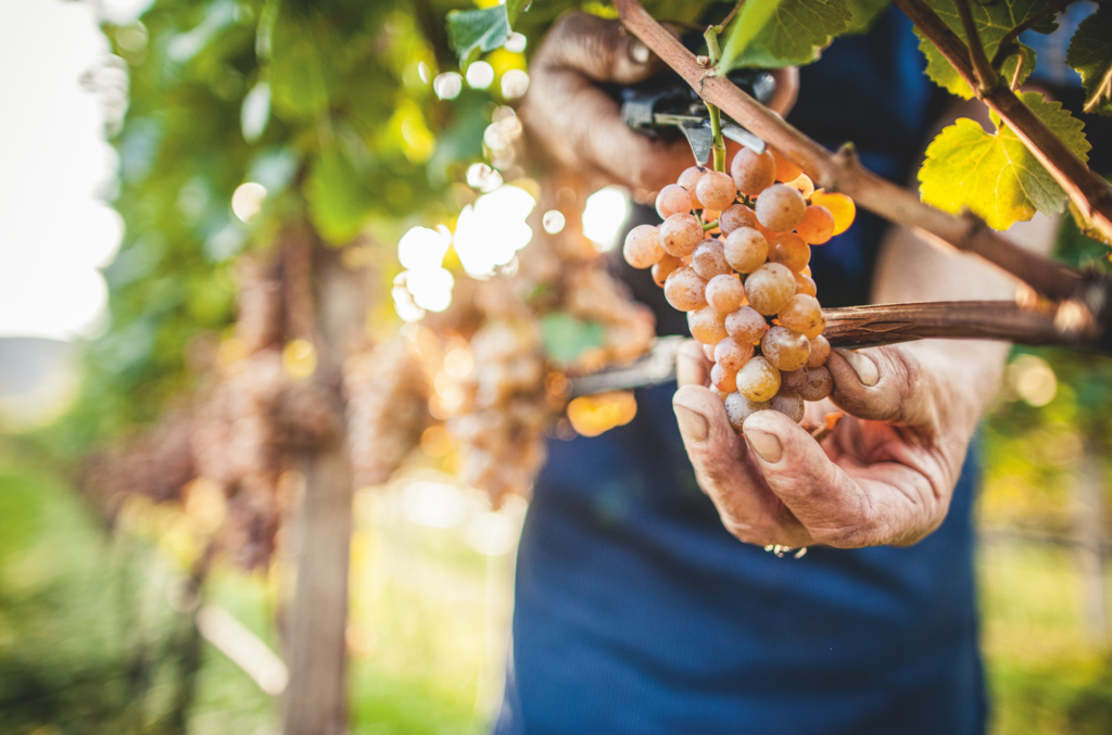 vendemmia in Alto Adige