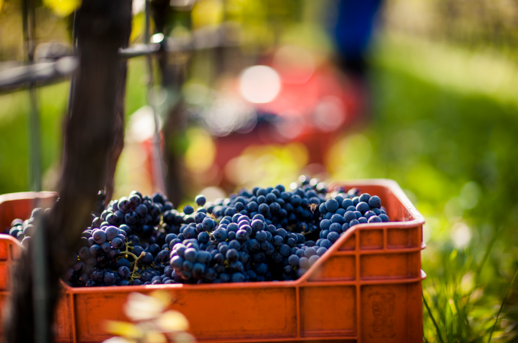 vendemmia in Alto Adige