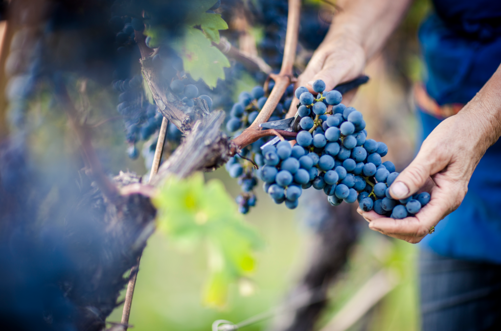 vendemmia in Alto Adige