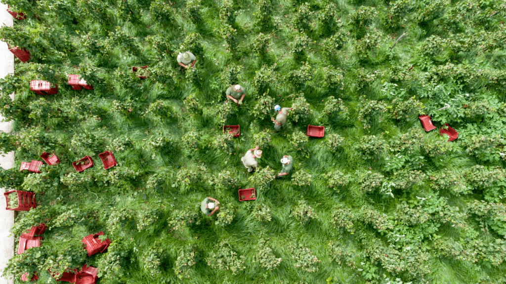 Tenuta di Castellaro