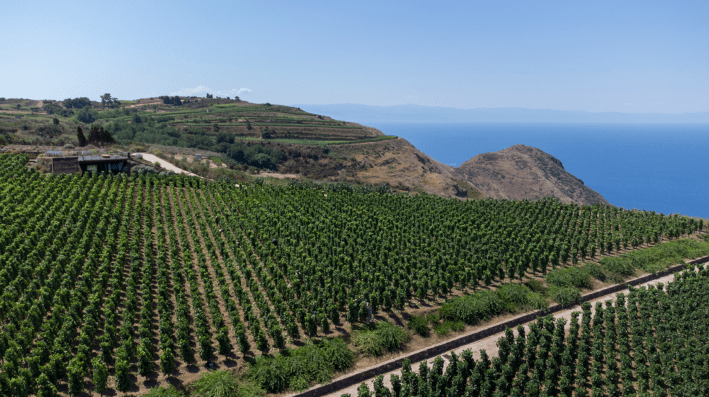 Tenuta di Castellaro