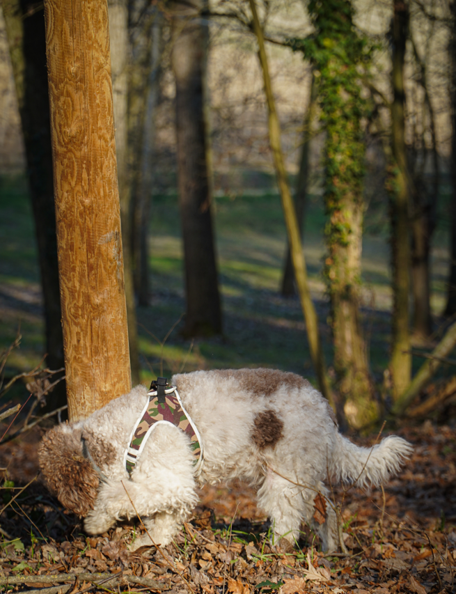 caccia al tartufo