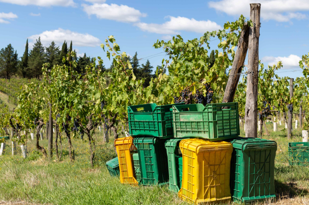 Vecchie Terre di Montefili vendemmia 2024