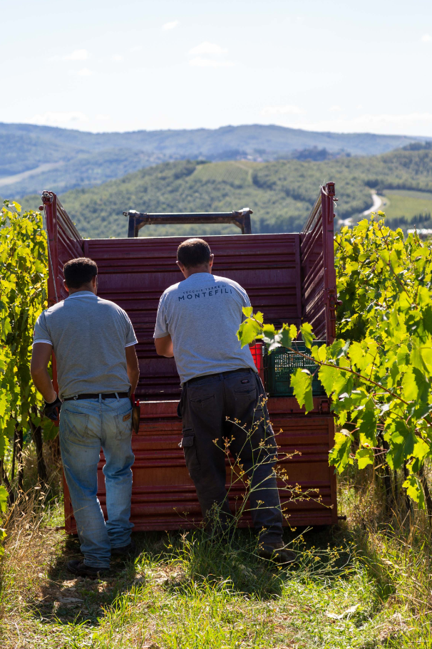 Vecchie Terre di Montefili vendemmia 2024