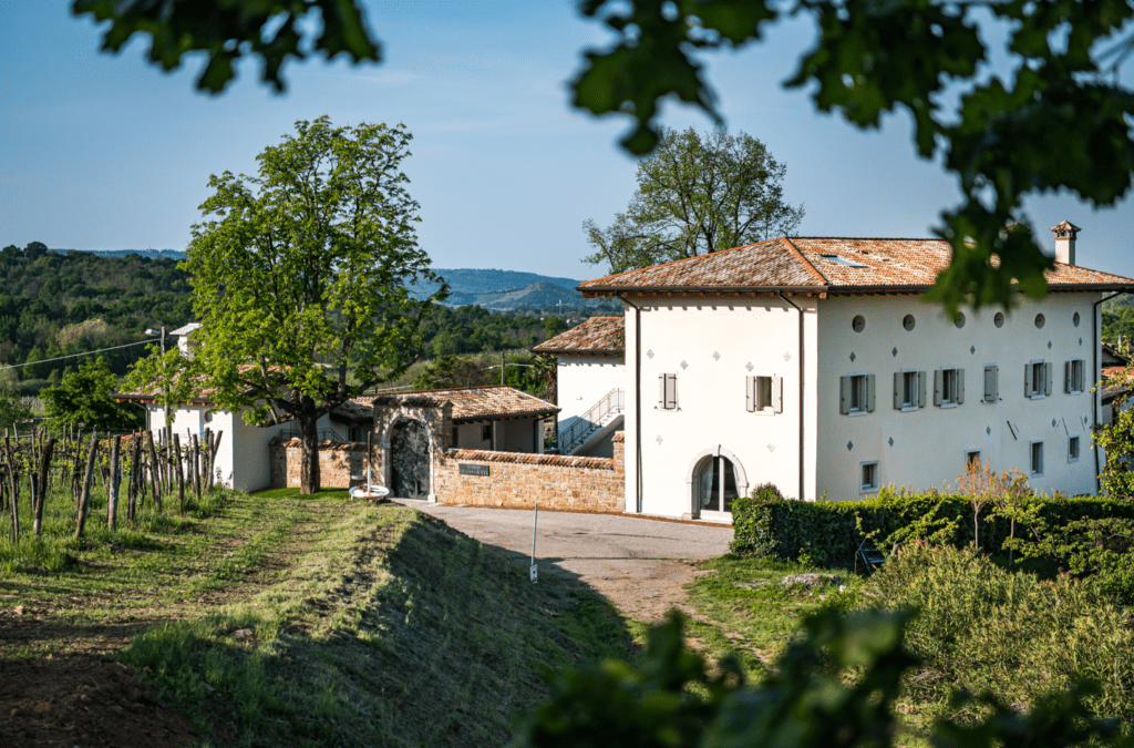 Piccola e buona storia della viticoltura