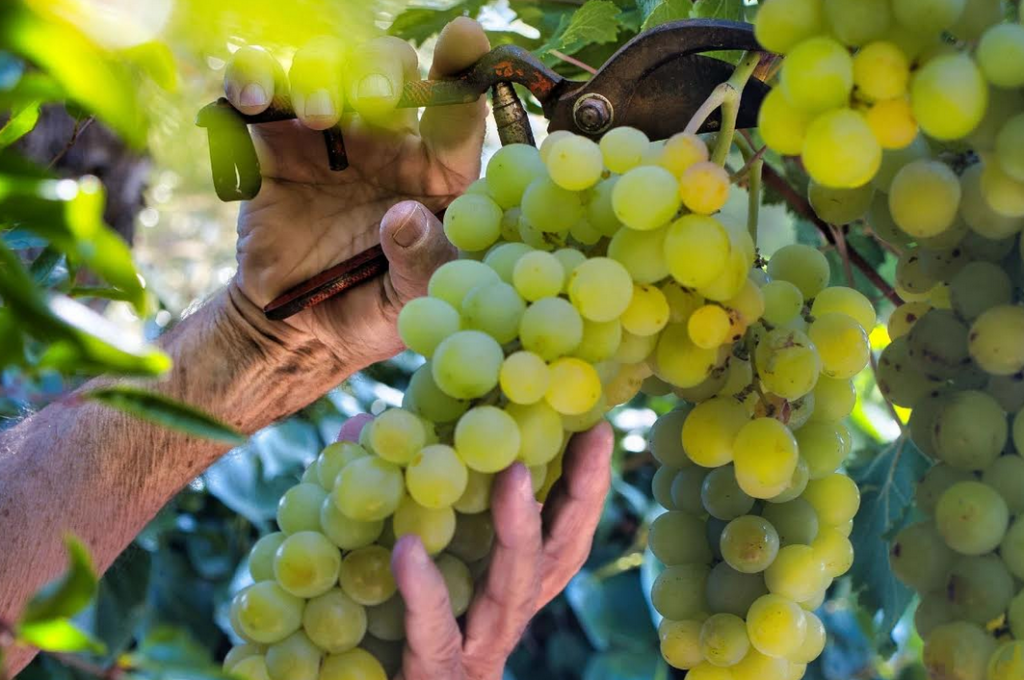 Vendemmia Trentino 2024