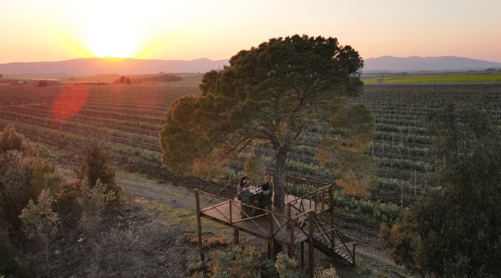 cabernet franc