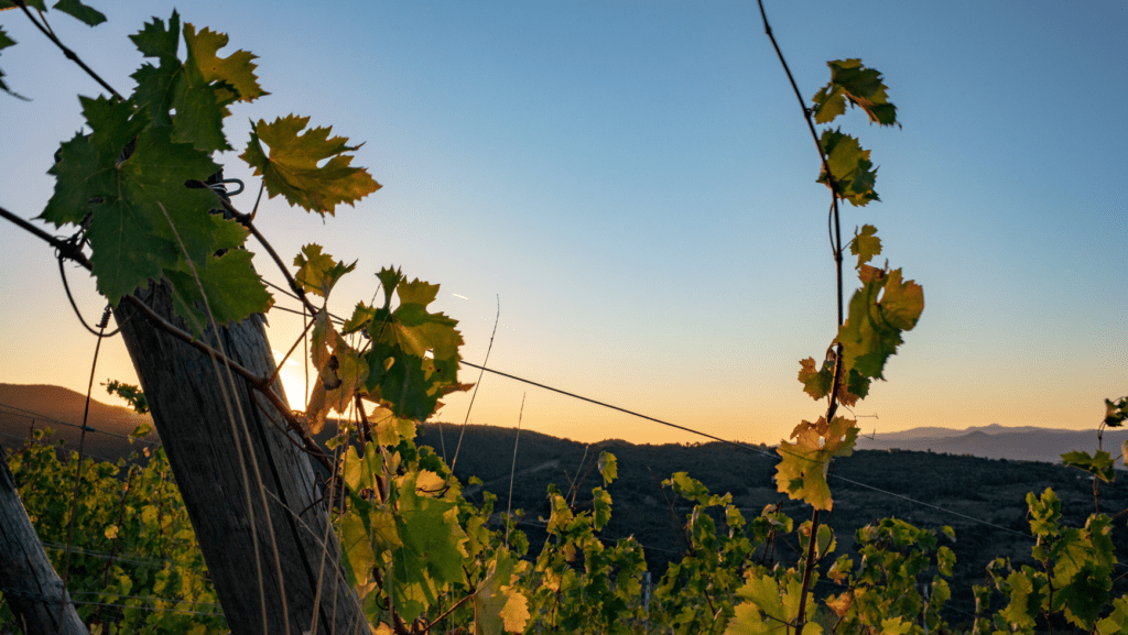 Caiarossa al Merano WineFestival