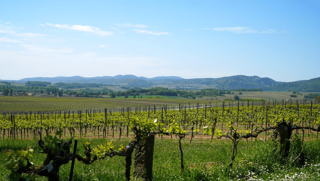 Cantine Aperte a San Martino