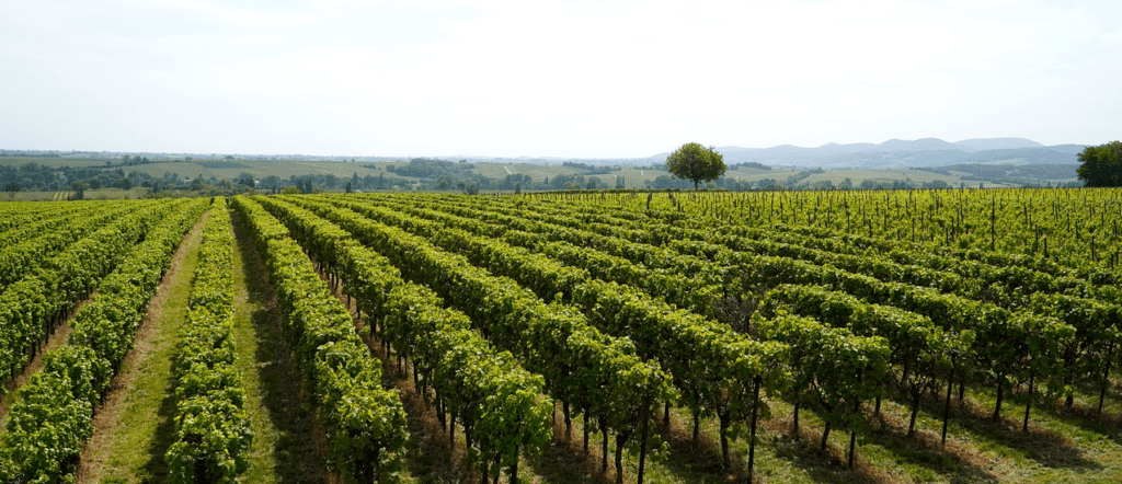 Cantine Aperte a San Martino