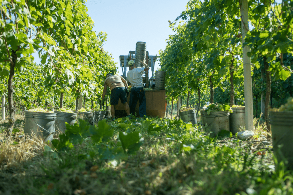 Cantine di Verona