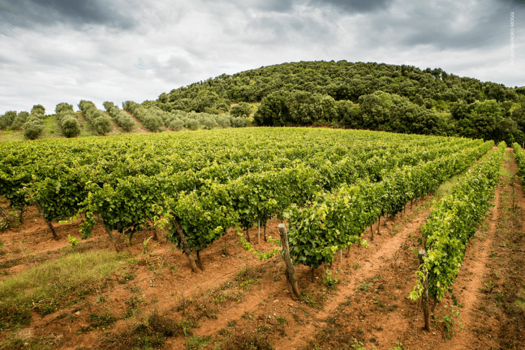 Perpiero 2020 Tenuta Moraia vino Maremma Toscana