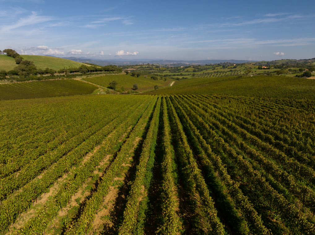 Doc Maremma Toscana