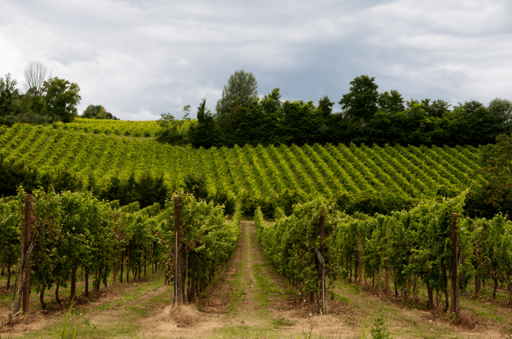 Il Consorzio Vini di Romagna debutta a Wine Paris 2025