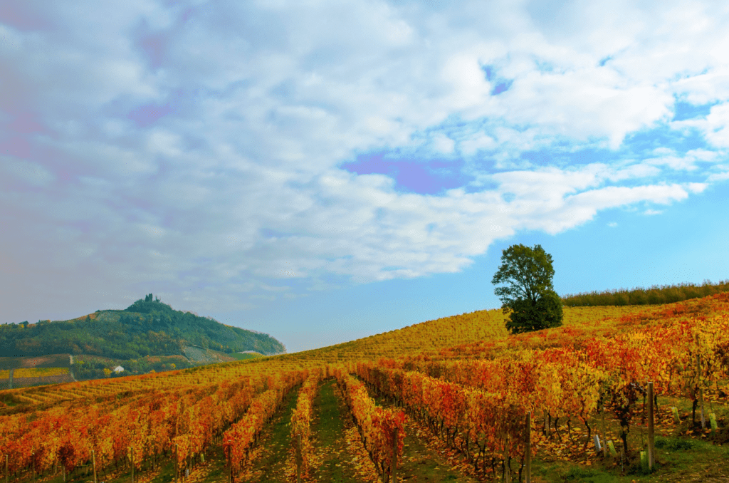 Consorzio Barbera d’Asti e Vini del Monferrato