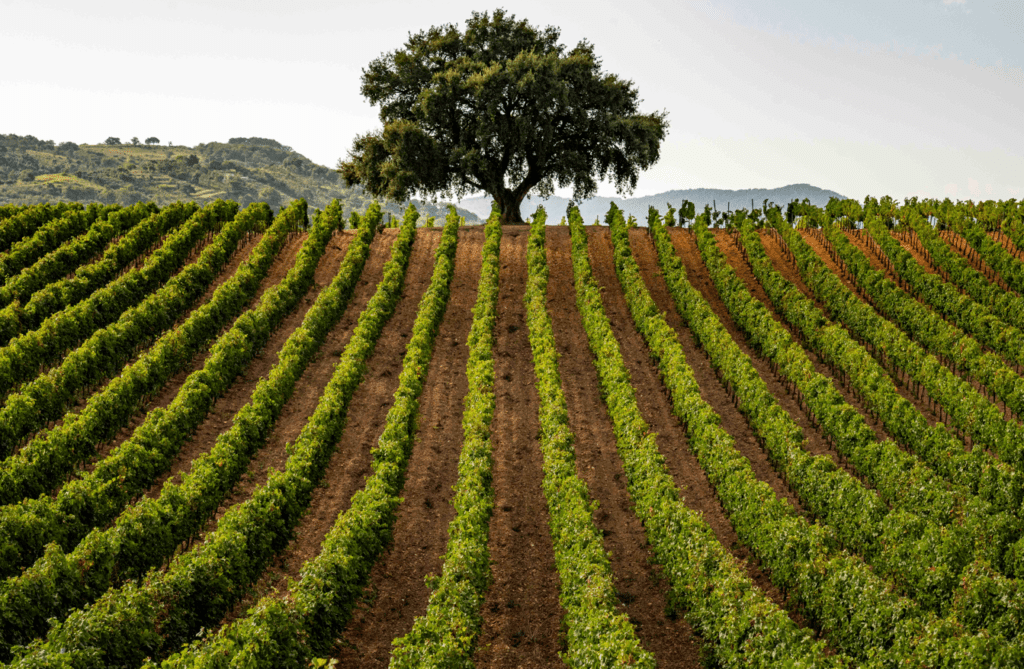 Consorzio di Tutela Vini Doc Sicilia rinnova l’impegno negli Stati Uniti