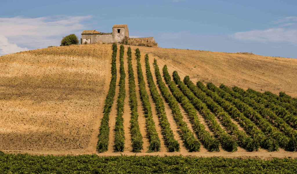 Consorzio di Tutela Vini Doc Sicilia rinnova l’impegno negli Stati Uniti