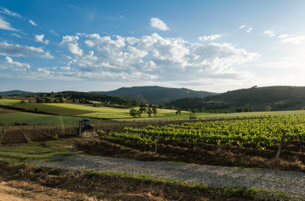 Slow Wine fair Bologna, Wine Paris, Prowein e Vinitaly 2025